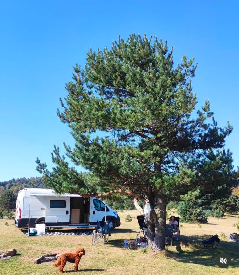 Ağaç gölgesinde kamp kurmuş beyaz Maverick karavan